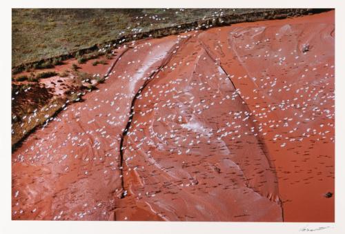 [Sandhill cranes over Brazos River Texas, 1975]