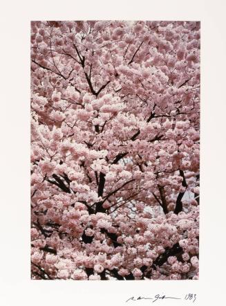 [Cherry Blossoms, Tokyo, Japan]