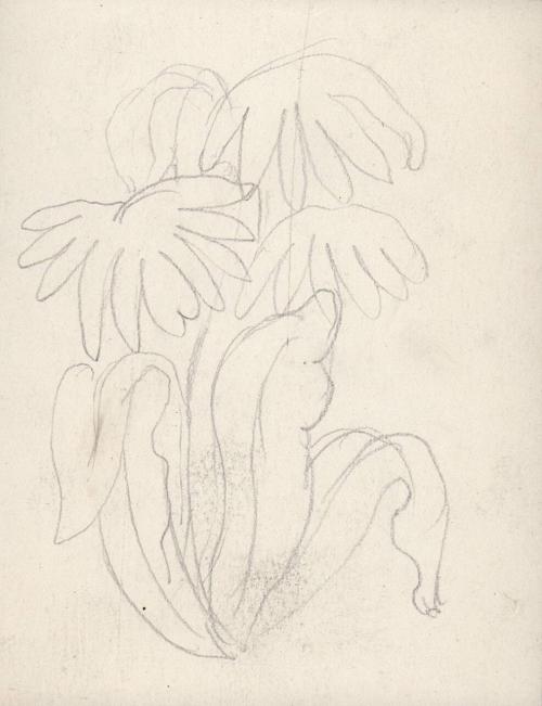 (159) untitled [sketch of plant, leaves and flowers]
