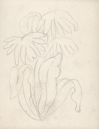 (159) untitled [sketch of plant, leaves and flowers]