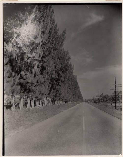 Trimmed Australian Pine Along Street, Palm Beach, Florida