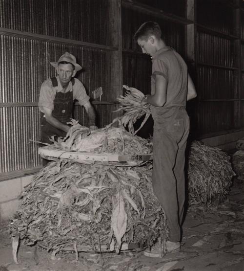 Untitled (men with tobacco leaves)