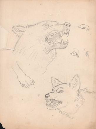 (107) untitled [sketch, studies of wolves; verso, sketch of leaping rabbit]