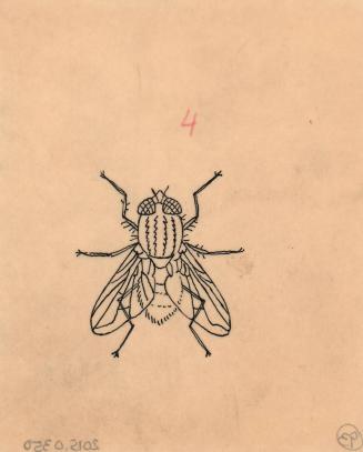 (93) untitled [sketch, house fly]