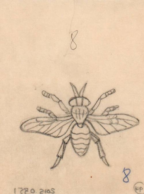 (94) untitled [sketch, fly (wings open)]