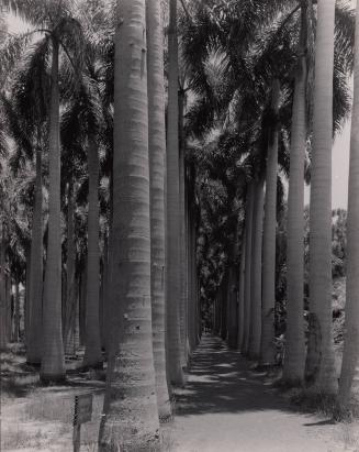 Corridor of Trees