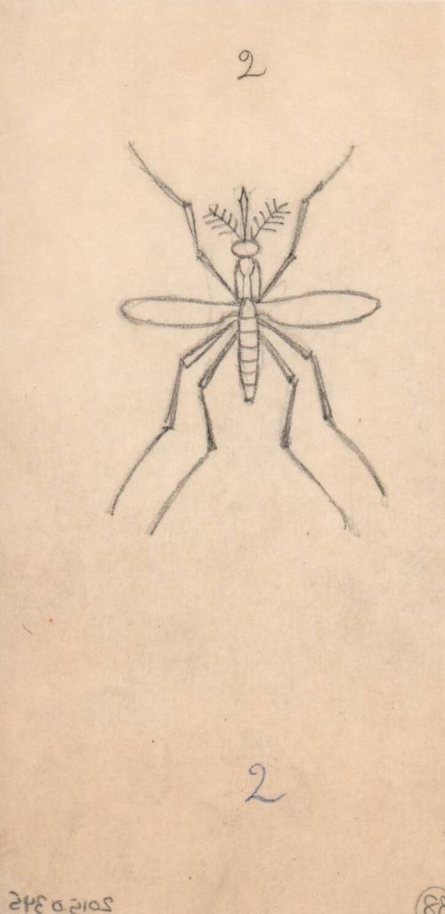 (88) untitled [sketch, mosquito (wings open)]