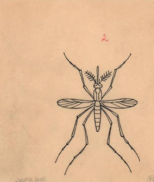 (89) untitled [sketch, mosquito (wings open)]