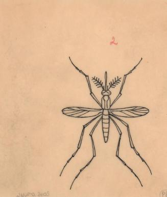 (89) untitled [sketch, mosquito (wings open)]
