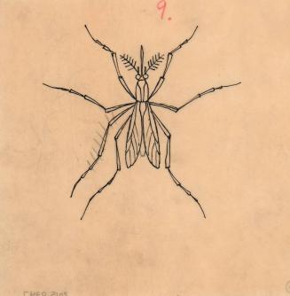 (90) untitled [sketch, mosquito (wings closed)]