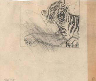 (12) untitled [tiger roaring]