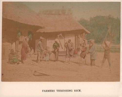 Farmers Threshing Rice