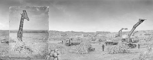 Quarry with Giraffe