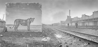 Railway Line with Lioness