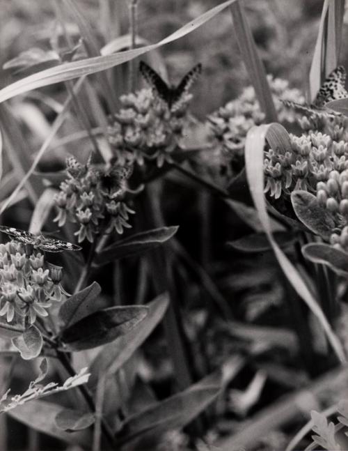 Modernist Study of Butterflies on Flowers