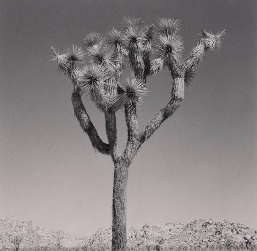 Joshua Tree Portrait #8, 2003