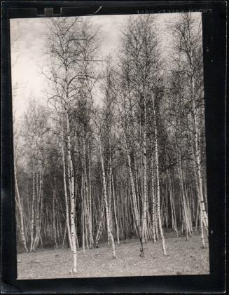 Birch Trees