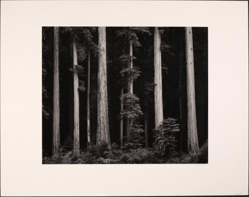 Redwoods, Bull Creek Flat, Northern California