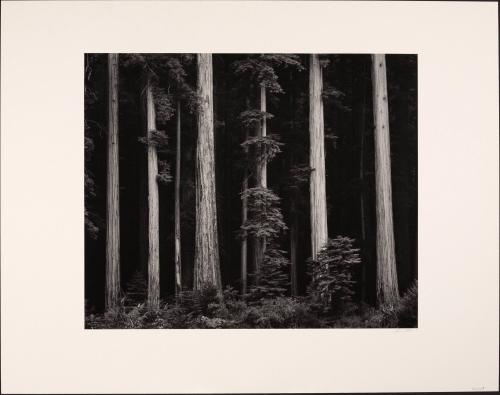 Redwoods, Bull Creek Flat, Northern California