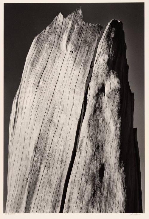 White Stump, Sierra Nevada, California