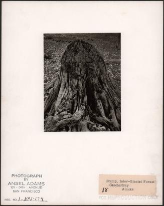 Stump, Inter Glacier Forest, Glacier Bay, Alaska