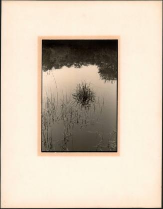 Weeds in Water, Shelter Island, Summer 1972