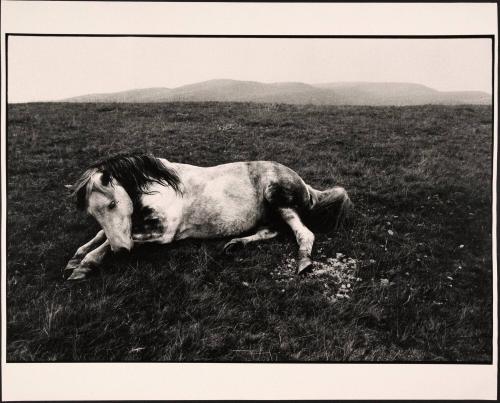 Bruce Davidson