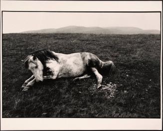 Welsh Pony, Wales