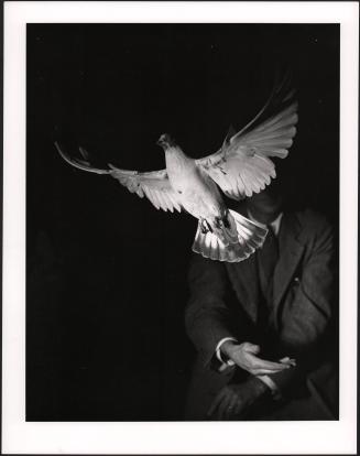 White Pigeon [Rising Dove]