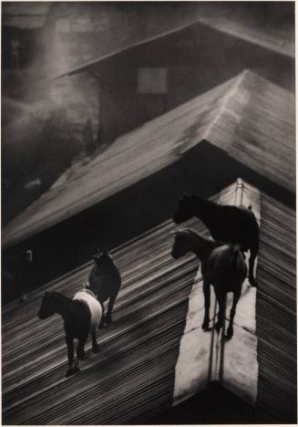 Goats on Roof, Africa