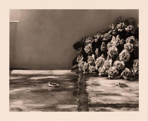 Rings and Roses, Ponce, Puerto Rico