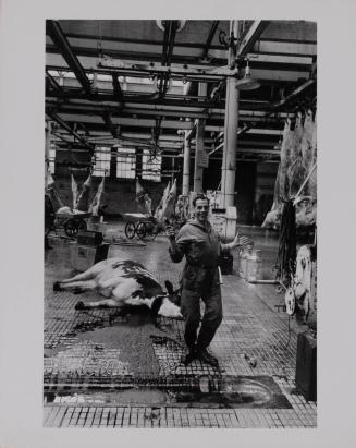 Killing cattle in slaughterhouse, Amsterdam, Holland