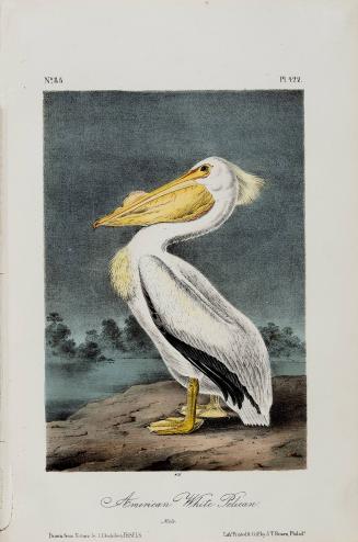 American White Pelican