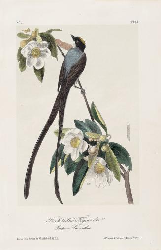 Fork-tailed Flycatcher