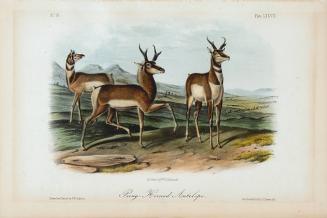 Prong-Horned Antelope