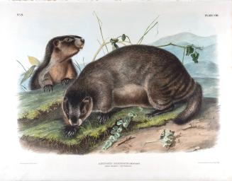 Hoary Marmot - The Whistler
