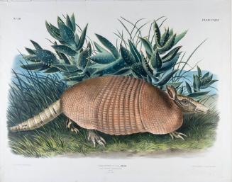 Nine-Banded Armadillo