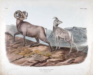 Rocky Mountain Sheep