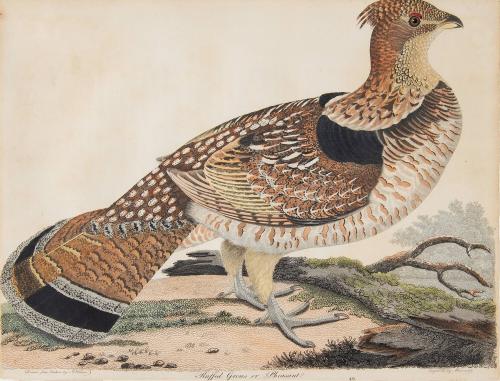 Ruffed Grous or Pheasant