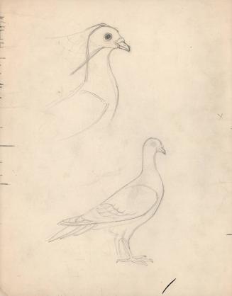 (72) untitled [sketch, two studies of pigeons]