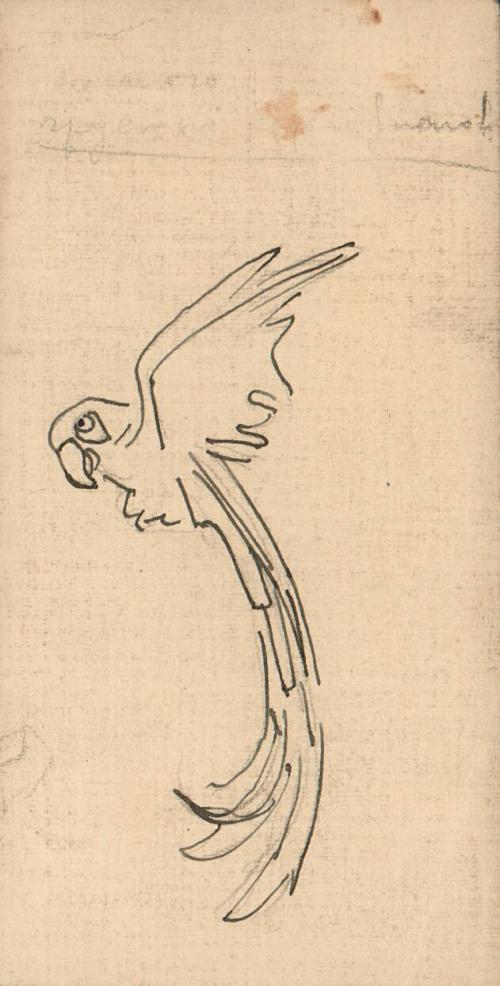 (78) untitled [sketch, parrot]