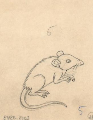 (86) untitled [sketch, rat]