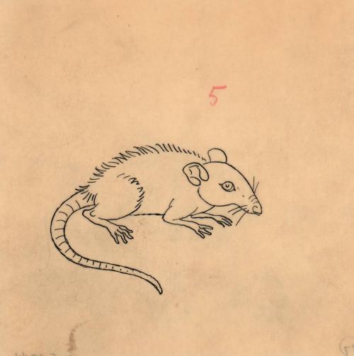 (87) untitled [sketch, rat]