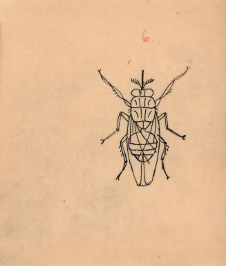 (92) untitled [sketch, fly (wings closed)]