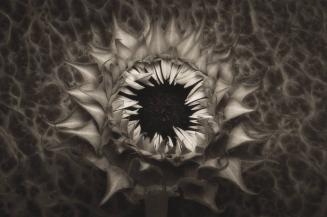 Sunflower Study #3