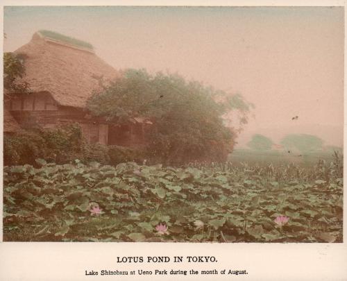 Lotus Pond in Tokyo