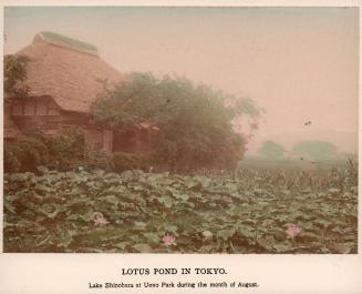 Lotus Pond in Tokyo