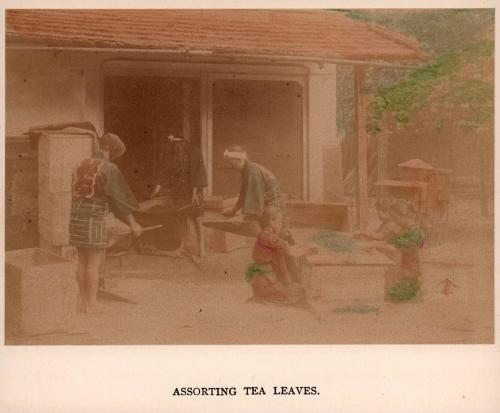 Assorting Tea Leaves