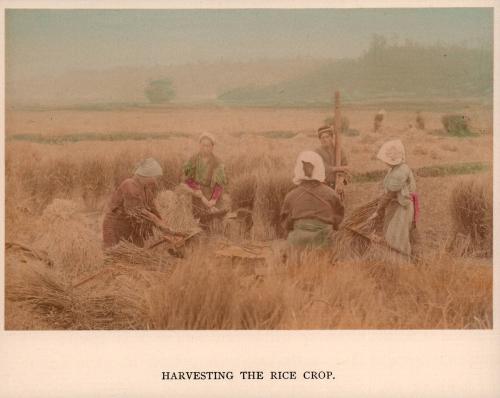 Harvesting the rice crop