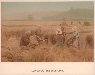 Harvesting the rice crop